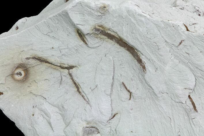 Ediacaran Aged Fossil Worms (Sabellidites) - Estonia #73514